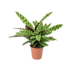 Calathea Lancifolia - Rattlesnake Plant -Indoor Plants Calathea lancifolia Rattlesnake Plant 75cm