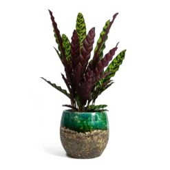 Calathea Lancifolia - Rattlesnake Plant -Indoor Plants Calathea lancifolia Rattlesnake Plant Lindy Plant Pot Black Green fc17ebf1 9d2d 42c4 bae4 67e0a375300e