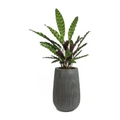 Calathea Lancifolia - Rattlesnake Plant -Indoor Plants Calathea lancifolia Rattlesnake Plant Patt High Plant Vase Ridged Dark Grey f4ab71f4 88f3 492f b222 d86061f37f96