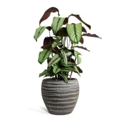 Calathea Majestica White Star -Indoor Plants Calathea majestica White Star Koen Plant Pot Brown