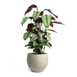 Calathea Majestica White Star -Indoor Plants Calathea majestica White Star Mini Orb Kevan lant Pot Grey Washed