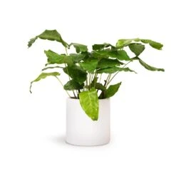 Calathea Musaica Network -Indoor Plants Calathea musaica Network 12x30cm Puk Planter Matt White 15x15cm