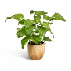 Calathea Musaica Network -Indoor Plants Calathea musaica Network 17x50cm Emmy Plant Pot Camel 22x20cm