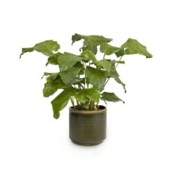 Calathea Musaica Network -Indoor Plants Calathea musaica Network 17x50cm Jordy Plant Pot Forest Green 20x18cm copy