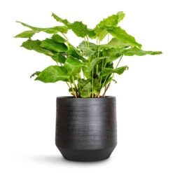 Norell Plant Pot - Black -Indoor Plants Calathea musaica Network 17x50cm Norell Plant Pot Black 21x20cm 4f277232 92fb 4ac5 8b16 d66a616ae96e