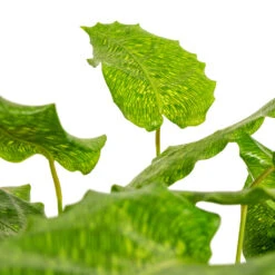 Calathea Musaica Network -Indoor Plants Calathea musaica Network DETAIL