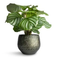 Noor Plant Pot - Velvet Green -Indoor Plants Calathea orbifolia 12x35cm Noor Plant Pot Velvet Green 16x13cm 5c898efa 455e 4eef 8340 df9263518349
