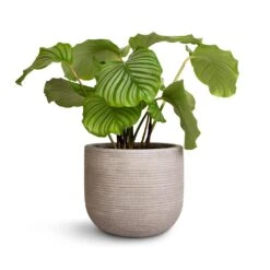 Cody Plant Pot - Ridged Cement -Indoor Plants Calathea orbifolia 21x60cm Cody Plant Pot Ridged Cement 28x25cm