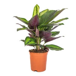 Calathea Ornata Beauty Star -Indoor Plants Calathea ornata Beauty Star 14x50cm