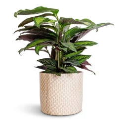 Lazzaro Plant Pot - Taupe Garland 12 Lazzaro Plant Pot - Taupe Garland -Indoor Plants Calathea ornata Beauty Star 14x50cm Lazzaro Plant Pot Taupe Garland 18x16cm