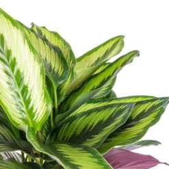 Indoor Plants -Indoor Plants Calathea ornata Beauty Star SWATCH 1