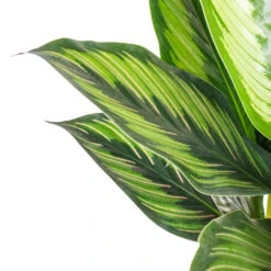 Calathea Ornata Beauty Star -Indoor Plants Calathea ornata Beauty Star SWATCH