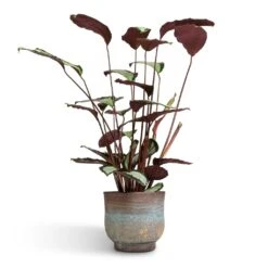 Aico Plant Pot - Shiny Blue -Indoor Plants Calathea picturata Argentea 17x75cm Aico Plant Pot Shiny Blue 22x20cm