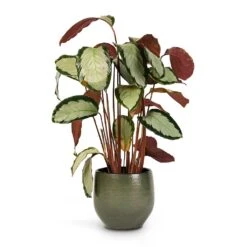 Zembla Plant Pot - Green -Indoor Plants Calathea picturata Argentea 17x75cm Zembla Plant Pot Green 22x20cm