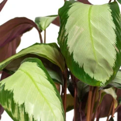 Indoor Plants -Indoor Plants Calathea picturata Argentea Close Up