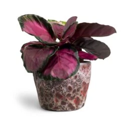 Lava Couple Straight Relic Planter - Pink -Indoor Plants Calathea picturata Crimson 14x50cm Lava Couple Straight Relic Planter Pink 19x13cm 16f68b67 9332 4d35 8c36 4b777842b846