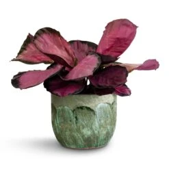 Moon Plant Pot - Jungle -Indoor Plants Calathea picturata Crimson 14x50cm Moon Plant Pot Jungle 19x16cm 35b290dd 5081 4741 85aa 5eed4c05b175