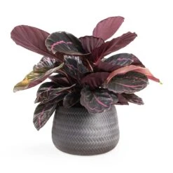 Calathea Roseopicta Dottie - Rose Painted Calathea -Indoor Plants Calathea roseopicta Dottie Rose Painted Calathea 14x45cm Angle Darcy Plant Pot Anthracite 24x16cm e8f7101b 4cf9 4d8c b37d d85b29104dbc