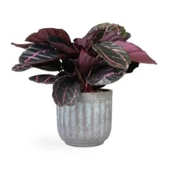 Calathea Roseopicta Dottie - Rose Painted Calathea -Indoor Plants Calathea roseopicta Dottie Rose Painted Calathea 14x45cm Duncan Plant Pot Blue Gold 19x18cm 4a6b5430 f5ab 4875 b948 5cda29b15574
