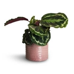 Calathea Roseopicta Medallion -Indoor Plants Calathea roseopicta Dottie Rose Painted Calathea 14x45cm Hera Plant Pot Purple 17x16cm 1