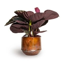 Calathea Roseopicta Dottie - Rose Painted Calathea