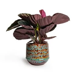 Calathea Roseopicta Dottie - Rose Painted Calathea -Indoor Plants Calathea roseopicta Dottie Rose Painted Calathea 14x45cm Noud Plant Pot Marrakesh 20x17cm ab3f2272 b4a9 426a aa0d 299504f8331f