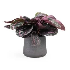 Calathea Roseopicta Dottie - Rose Painted Calathea -Indoor Plants Calathea roseopicta Dottie Rose Painted Calathea 14x45cm Patt Plant Pot Black Washed 20x17cm