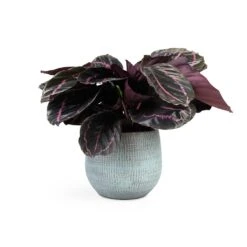Calathea Roseopicta Dottie - Rose Painted Calathea -Indoor Plants Calathea roseopicta Dottie Rose Painted Calathea 14x45cm Ryan Plant Pot Blue Gold 18x16cm