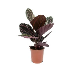 Calathea Roseopicta Dottie - Rose Painted Calathea -Indoor Plants Calathea roseopicta Dottie Rose Painted Calathea