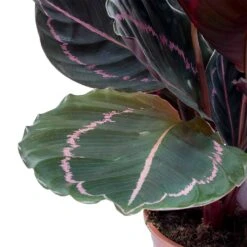 Calathea Roseopicta Dottie - Rose Painted Calathea -Indoor Plants Calathea roseopicta Dottie Rose Painted Calathea Leaves