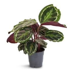 Calathea Roseopicta Medallion -Indoor Plants Calathea roseopicta Medallion 12x30cm