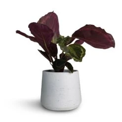 Calathea Roseopicta Medallion -Indoor Plants Calathea roseopicta Medallion 12x30cm Patt Plant Pot White Washed 16x14cm fbc7d081 09f9 45b9 b10f 6977d0f2daf1
