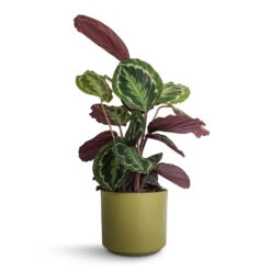 Calathea Roseopicta Medallion -Indoor Plants Calathea roseopicta Medallion 19x70cm Prague Plant Pot Olive 20x18cm 87d807aa 1163 4009 a06c 122257e2ca9e