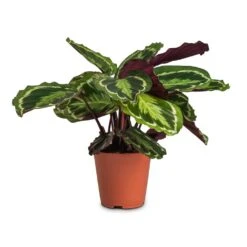 Calathea Roseopicta Medallion -Indoor Plants Calathea roseopicta Medallion 19x70cm cc3e27f7 50ad 4697 9b17 9f4f5c32e896