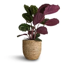 Calathea Roseopicta Medallion -Indoor Plants Calathea roseopicta Medallion 19x80cm Cody Plant Pot Straw Grass 27x26cm