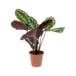 Calathea Roseopicta Medallion -Indoor Plants Calathea roseopicta Medallion