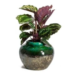 Calathea Roseopicta Medallion -Indoor Plants Calathea roseopicta Medallion Lindy Jar Plant Pot Black Green 09fc6653 2cfe 438d 925e 78cd39c067e5