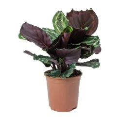 Calathea Roseopicta Medallion -Indoor Plants Calathea roseopicta Medallion Small