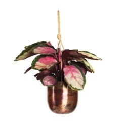 Calathea Roseopicta Silvia - Rose Painted Calathea -Indoor Plants Calathea roseopicta Silvia Rose Painted Calathea 12x35cm Kian Hanging Metal Planters Set3 Sky Burn 95bd757d 61e5 4408 96a6 8a3073dabd23