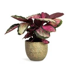 Calathea Roseopicta Silvia - Rose Painted Calathea -Indoor Plants Calathea roseopicta Silvia Rose Painted Calathea 12x35cm Rinca Plant Pot Shiny Green 15x13cm 168fb22d e512 4eb6 85bd e96d443a4385