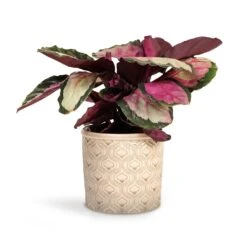 Calathea Roseopicta Silvia - Rose Painted Calathea -Indoor Plants Calathea roseopicta Silvia Rose Painted Calathea 12x35cm Venetian Plant Pot Grey 16x14cm d4ada3d5 c170 4458 af16 ee2905f63089