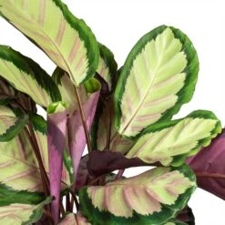 Calathea Roseopicta Silvia - Rose Painted Calathea -Indoor Plants Calathea roseopicta Silvia Rose Painted Calathea Leaves