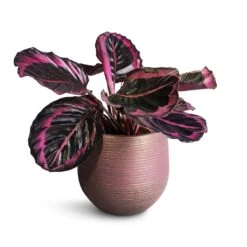 Lydia Plant Pot - Shiny Purple -Indoor Plants Calathea roseopicta Surprise Star Rose Painted Calathea 14x30cm Lydia Plant Pot Shiny Purple 18x16cm 4b025fa9 a14d 47e0 ae0c 217b25fe851b