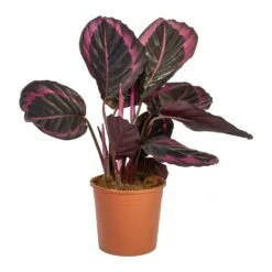 Calathea Roseopicta Surprise Star - Rose Painted Calathea 8 Calathea Roseopicta Surprise Star - Rose Painted Calathea -Indoor Plants Calathea roseopicta Surprise Star Rose Painted Calathea