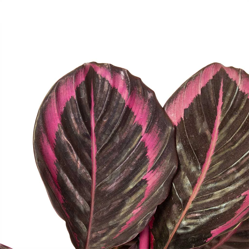 Calathea Roseopicta Surprise Star - Rose Painted Calathea 2 Calathea Roseopicta Surprise Star - Rose Painted Calathea - Image 2