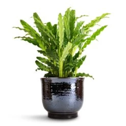 Jayla Plant Pot - Espresso -Indoor Plants Calathea rufibarba Bluegrass Velvet Calathea 12x40cm Jayla Plant Pot Espresso 17x14cm 1