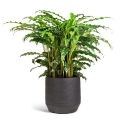 Norell Plant Pot - Black -Indoor Plants Calathea rufibarba Bluegrass Velvet Calathea 17x60cm Norell Plant Pot Black 21x20cm 2a568be6 cb39 4ca2 b7da a472101109d8