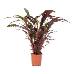Calathea Rufibarba - Velvet Calathea -Indoor Plants Calathea rufibarba Velvet Calathea 19x70cm