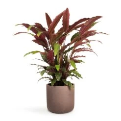 Calathea Rufibarba - Velvet Calathea -Indoor Plants Calathea rufibarba Velvet Calathea 19x70cm Charlie Plant Pot Ash Brown 25x24cm