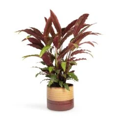 Calathea Rufibarba - Velvet Calathea -Indoor Plants Calathea rufibarba Velvet Calathea 19x70cm Didi Plant Pot Matt Brown 25x21cm